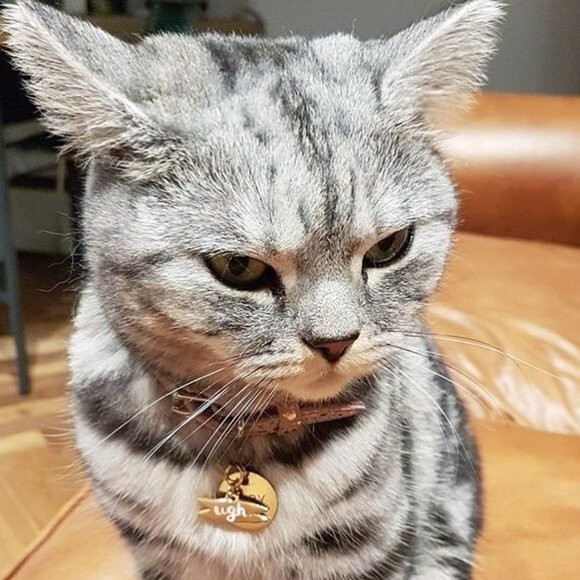 Hello Harriet 'Ugh' & 'Fur Bae' Tags - Picture 7 of 8